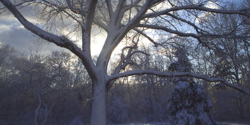 Winter Tree Alex Goethals